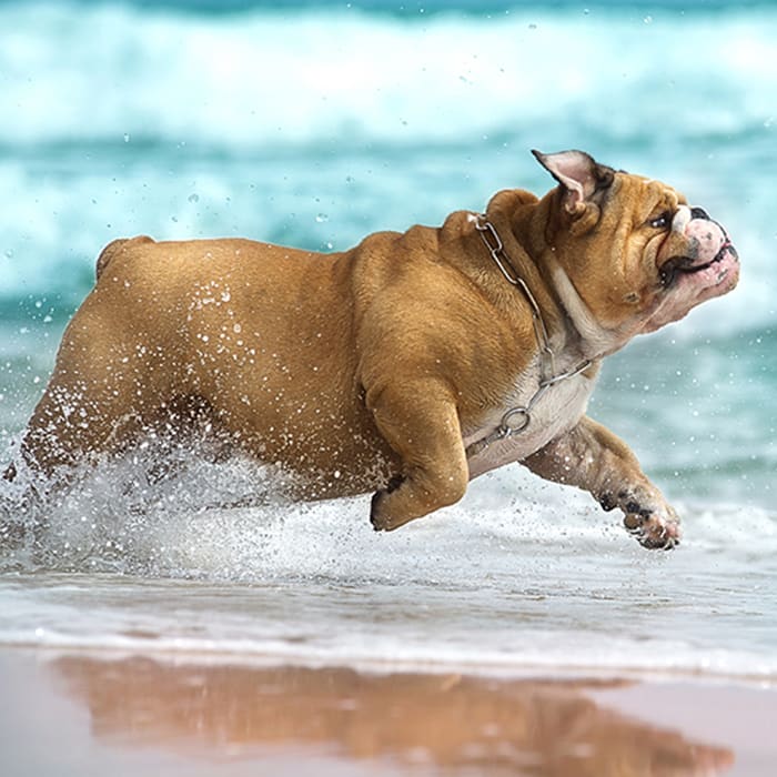 Harris Parkway Animal Hospital in Fort Worth