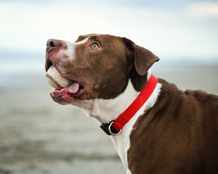 Dog with the baseball in its mouth, Vet Dental Care in Fort Worth